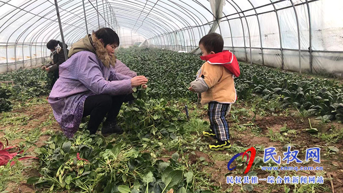 孙六镇:冬日蔬菜大棚丰收忙 孙六镇:冬日蔬菜大棚丰收忙