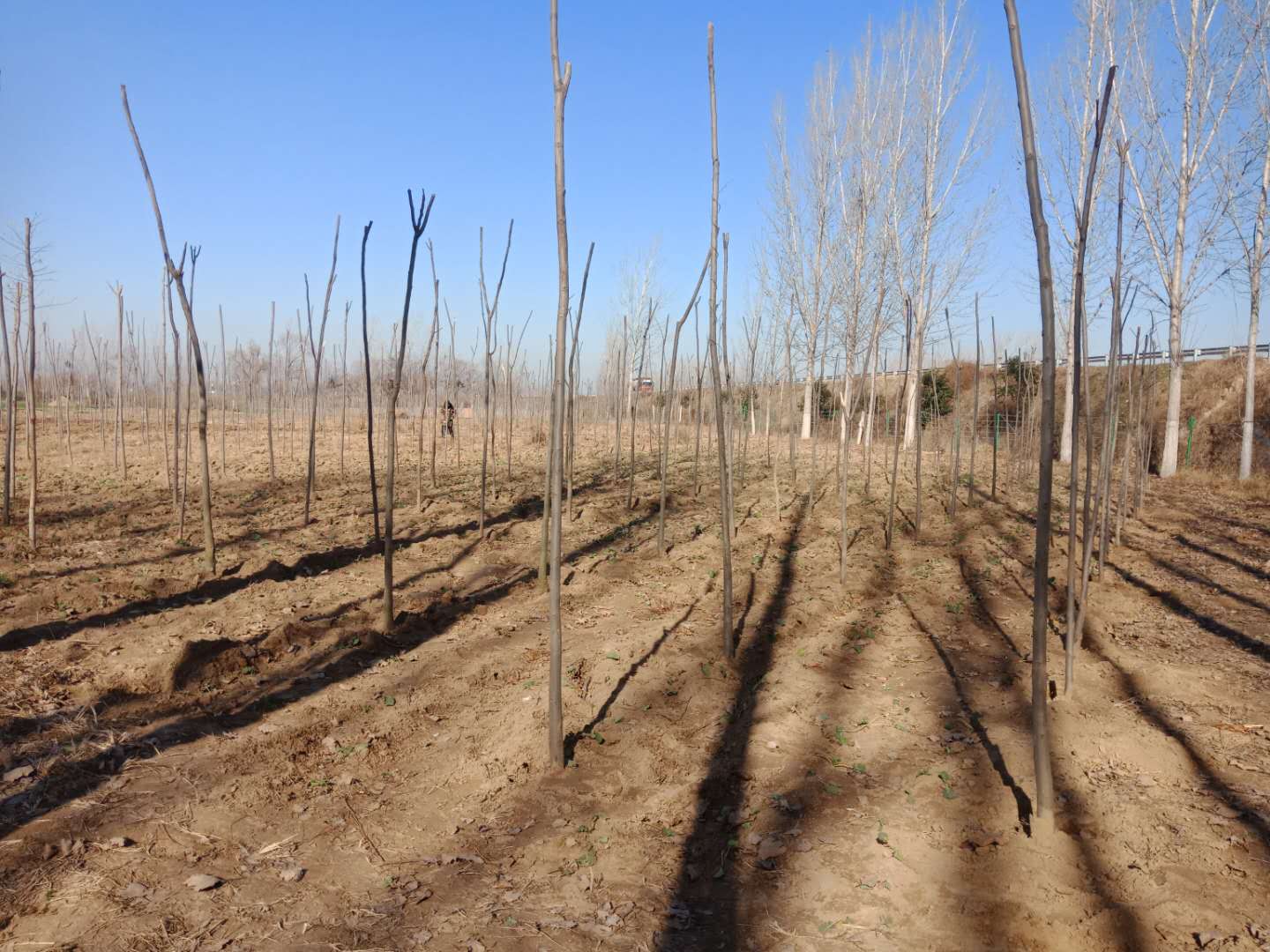 野岗镇:趁墒情高速沿线植树 防疫情持续加紧脚步 野岗镇:趁墒情高速沿线植树 防疫情持续加紧脚步