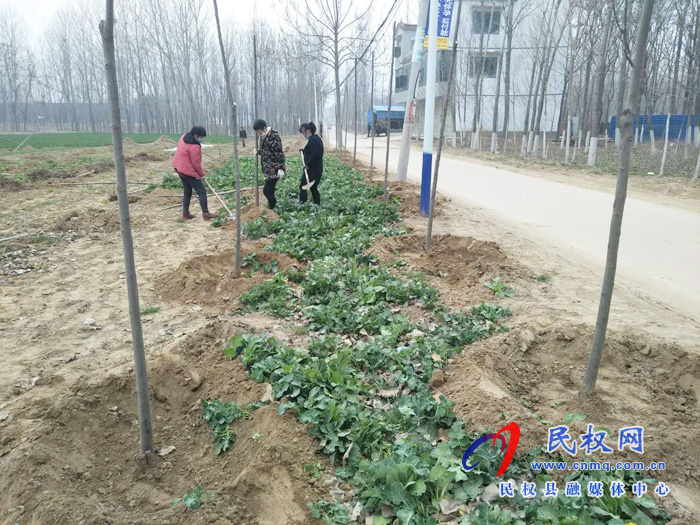 龙塘镇:防控期间植树忙 疫情过后绿成行 龙塘镇:防控期间植树忙 疫情过后绿成行