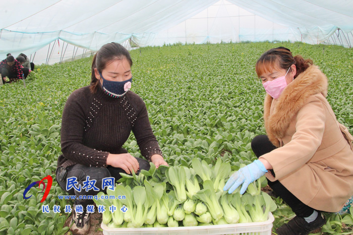 民权县褚庙乡:促生产 保供应 民权县褚庙乡:促生产 保供应