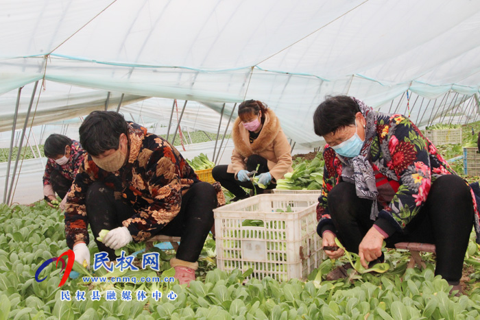 民权县褚庙乡:促生产 保供应 民权县褚庙乡:促生产 保供应