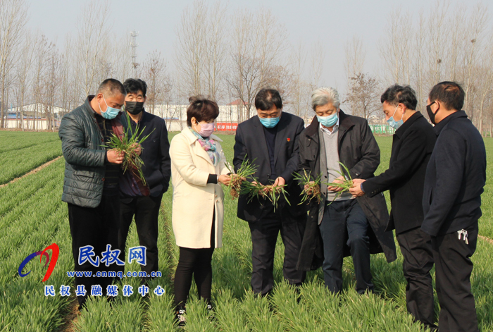 全国人大常委会委员许为钢博士亲临民权指导优质小麦春季管理 全国人大常委会委员许为钢博士亲临民权指导优质小麦春季管理