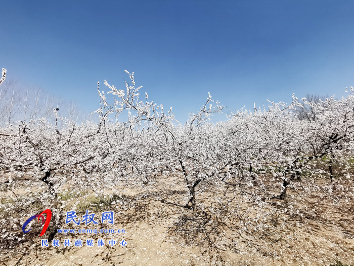 河南民权：杏花开 春意浓