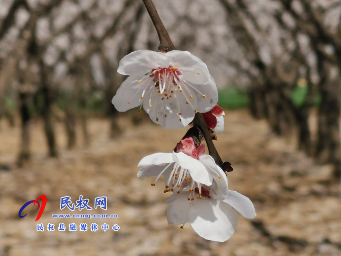 河南民权:杏花开 春意浓 河南民权:杏花开 春意浓