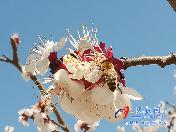 河南民权:杏花开 春意浓 河南民权:杏花开 春意浓