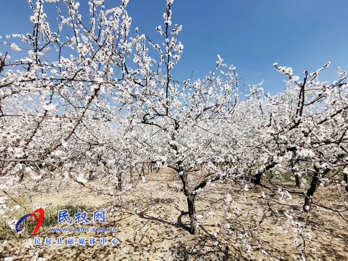 河南民权：杏花开 春意浓