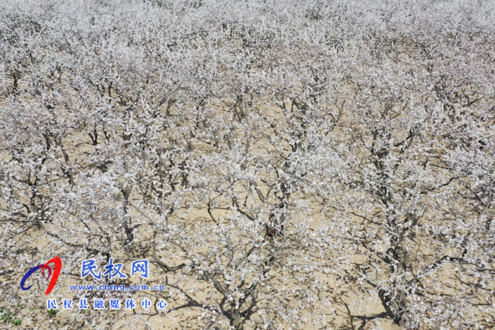 河南民权:杏花开 春意浓 河南民权:杏花开 春意浓