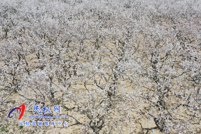 河南民权：杏花开 春意浓