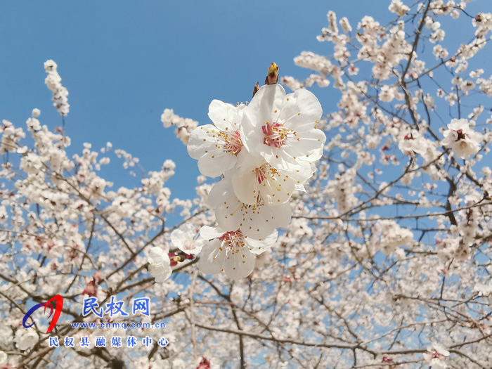 河南民权:杏花开 春意浓 河南民权:杏花开 春意浓