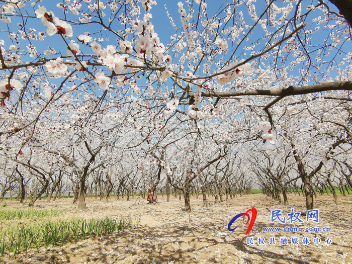 河南民权:杏花开 春意浓 河南民权:杏花开 春意浓