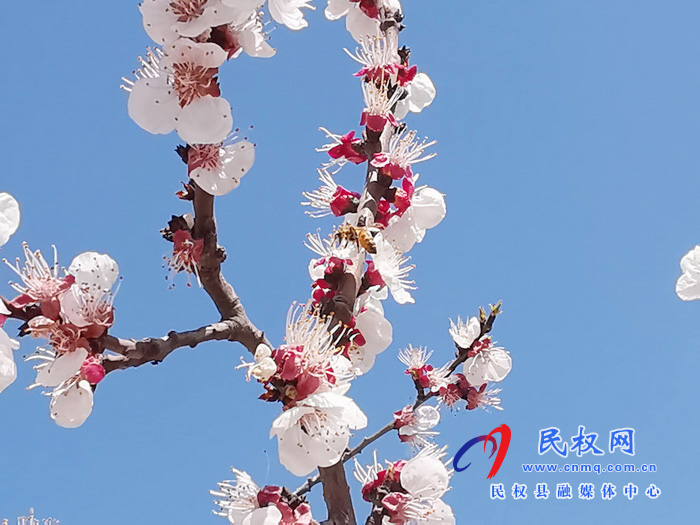 河南民权:杏花开 春意浓 河南民权:杏花开 春意浓