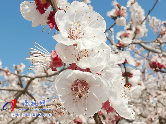 河南民权:杏花开 春意浓 河南民权:杏花开 春意浓