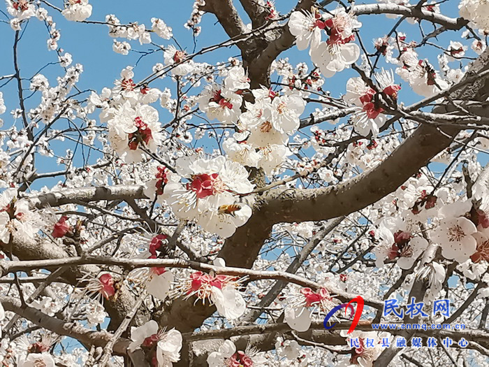 河南民权:杏花开 春意浓 河南民权:杏花开 春意浓