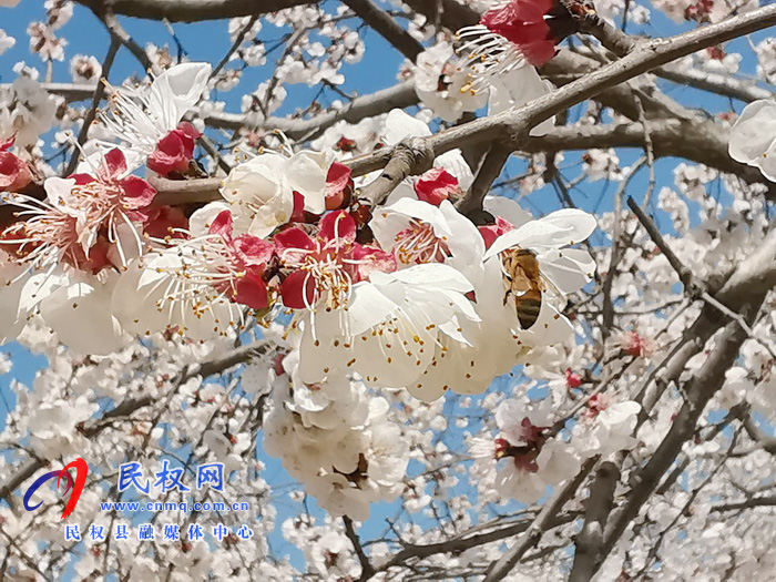 河南民权：杏花开 春意浓