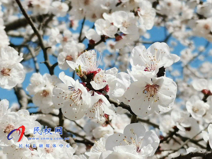 河南民权:杏花开 春意浓 河南民权:杏花开 春意浓