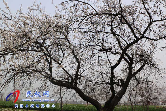 伯党乡:老家的甜酸杏树开花了 伯党乡:老家的甜酸杏树开花了