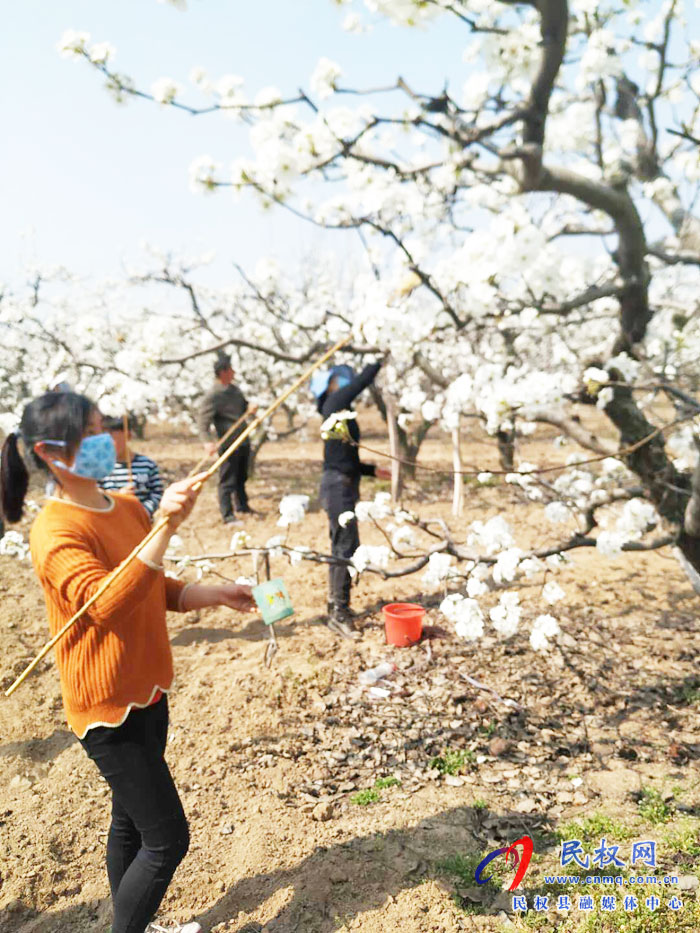 千树万树梨花开 果农授粉正当时 千树万树梨花开 果农授粉正当时