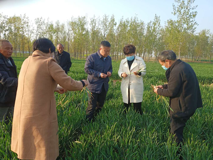 县农业农村局到野岗镇检查指导小麦赤霉病和条锈病防治工作