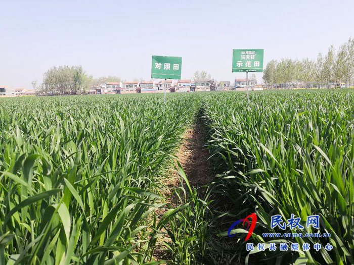 豫东大区沃夫特控释肥减肥增效现场观摩会在民权县林七乡前元子村举办 豫东大区沃夫特控释肥减肥增效现场观摩会在民权县林七乡前元子村举办