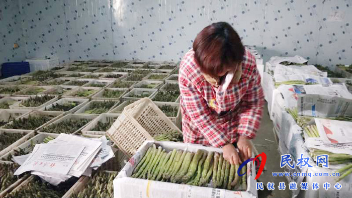 民权双塔镇:芦笋才露尖尖角 已成脱贫“致富宝” 民权双塔镇:芦笋才露尖尖角 已成脱贫“致富宝”