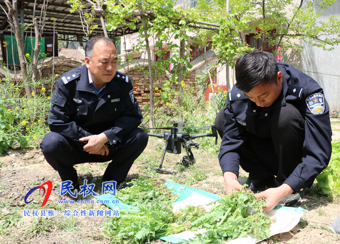 无人机撒下“天网” 毒罂粟无处遁形