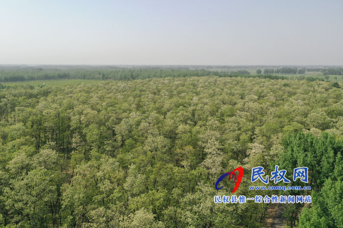 河南民权:又是槐花飘香时 河南民权:又是槐花飘香时