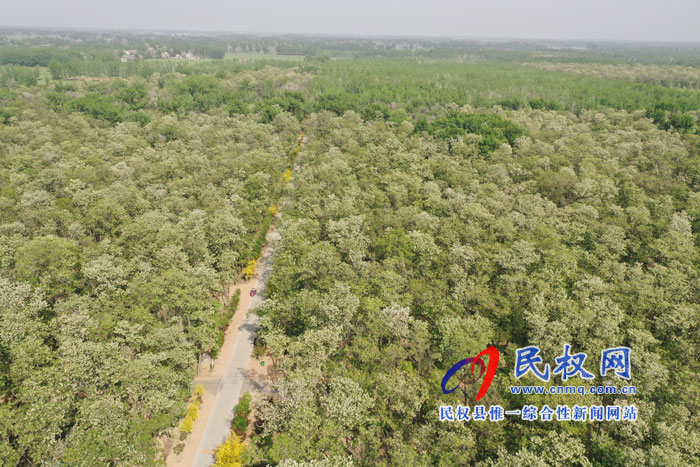 河南民权:又是槐花飘香时 河南民权:又是槐花飘香时