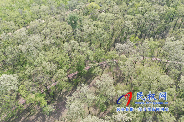 河南民权:又是槐花飘香时 河南民权:又是槐花飘香时