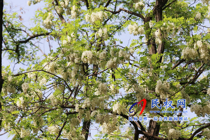 河南民权:又是槐花飘香时 河南民权:又是槐花飘香时