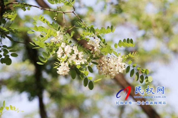 河南民权:又是槐花飘香时 河南民权:又是槐花飘香时