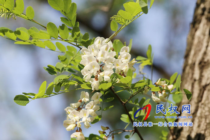 河南民权:又是槐花飘香时 河南民权:又是槐花飘香时