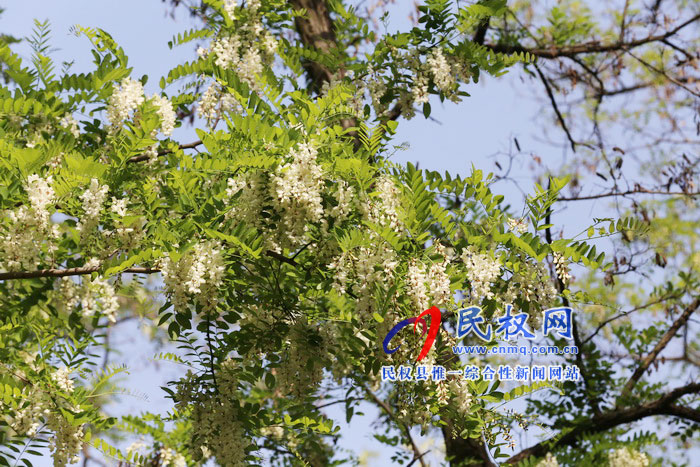 河南民权:又是槐花飘香时 河南民权:又是槐花飘香时