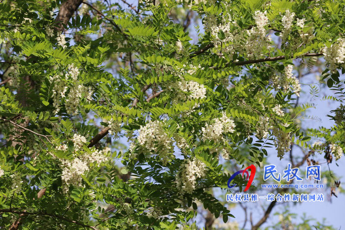 河南民权:又是槐花飘香时 河南民权:又是槐花飘香时