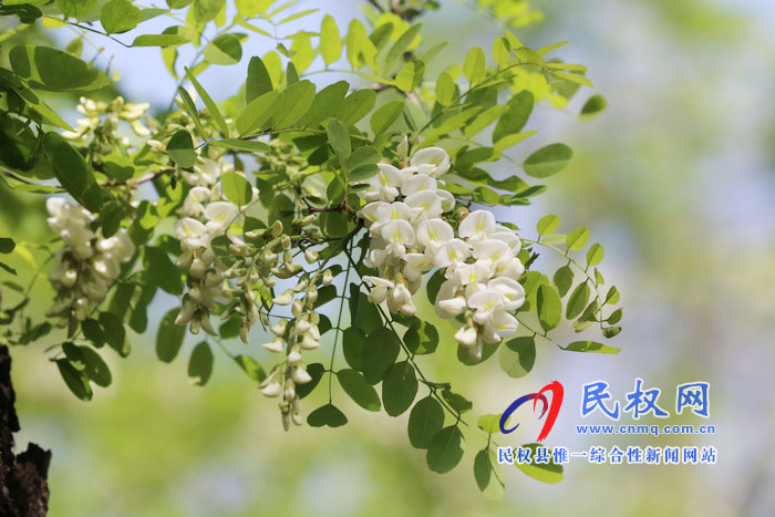 河南民权:又是槐花飘香时 河南民权:又是槐花飘香时