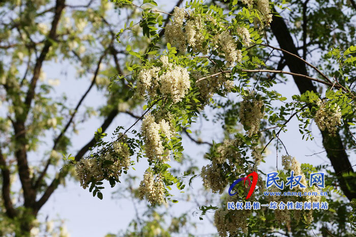 河南民权:又是槐花飘香时 河南民权:又是槐花飘香时