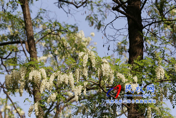 河南民权:又是槐花飘香时 河南民权:又是槐花飘香时