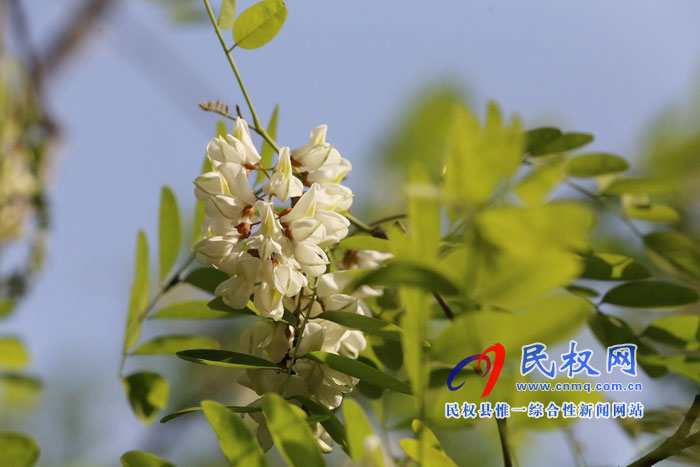 河南民权:又是槐花飘香时 河南民权:又是槐花飘香时