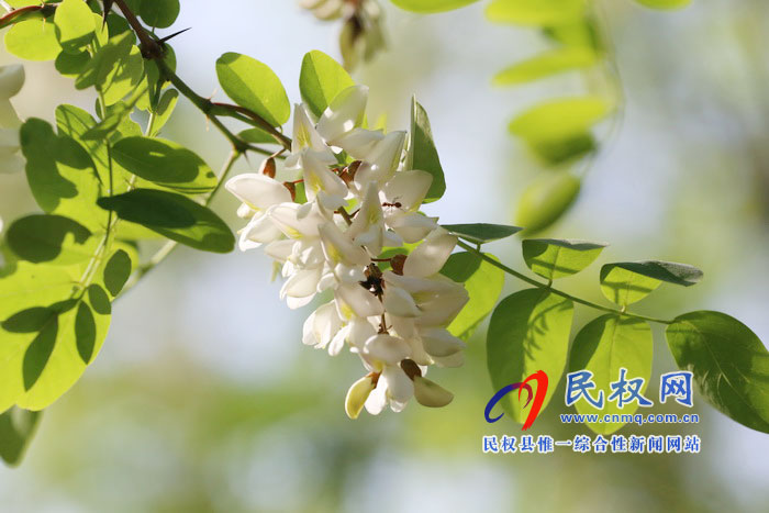 河南民权:又是槐花飘香时 河南民权:又是槐花飘香时