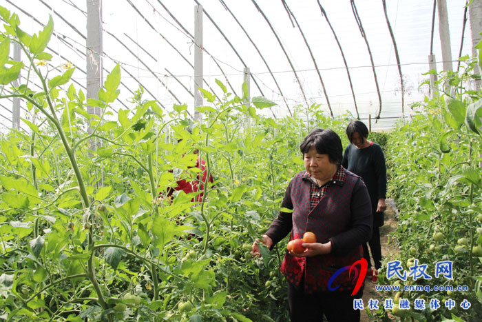 褚庙乡调整产业结构提升农产品品质