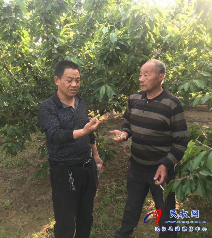 园艺站技术人员到王桥镇底庄村大樱桃示范园进行技术指导 园艺站技术人员到王桥镇底庄村大樱桃示范园进行技术指导