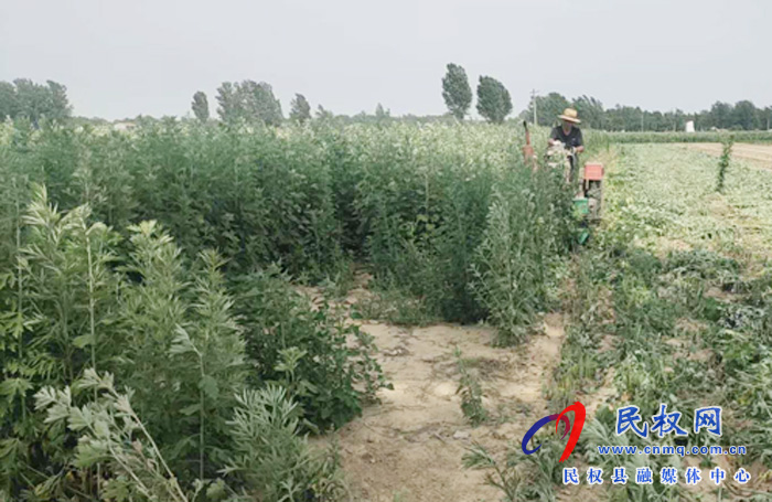 龙塘镇艾草“变身”致富草 龙塘镇艾草“变身”致富草