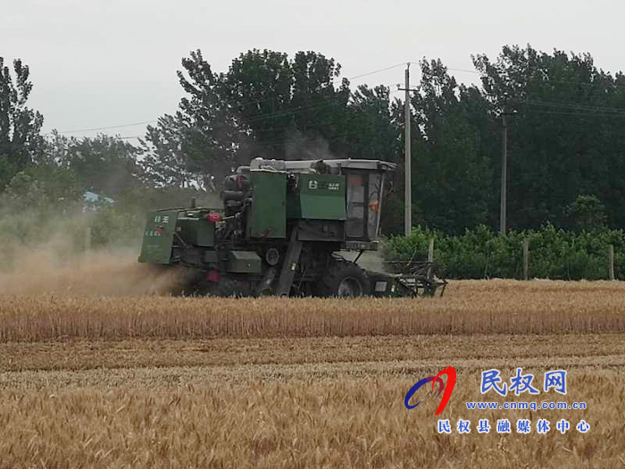 民权“三夏”生产进行时南华办事处启动麦收“第一镰” 民权“三夏”生产进行时南华办事处启动麦收“第一镰”