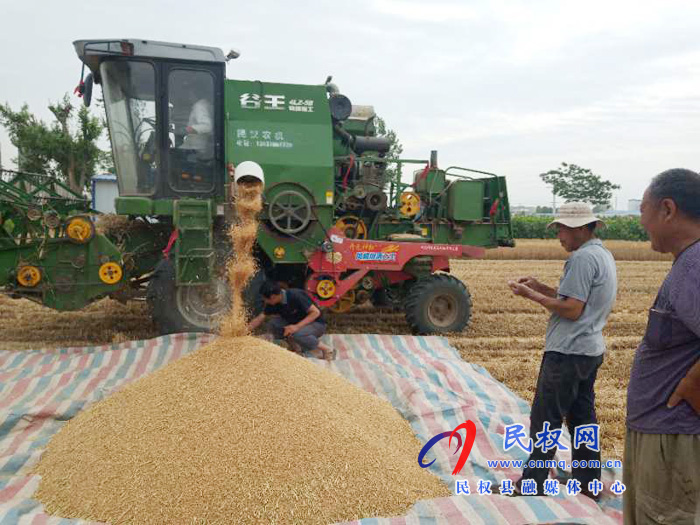 民权“三夏”生产进行时南华办事处启动麦收“第一镰” 民权“三夏”生产进行时南华办事处启动麦收“第一镰”