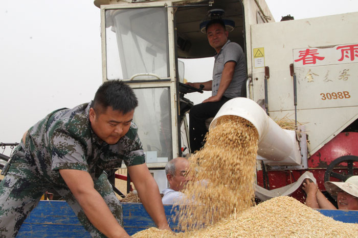 褚庙乡:三夏帮扶队活跃在田间 褚庙乡:三夏帮扶队活跃在田间