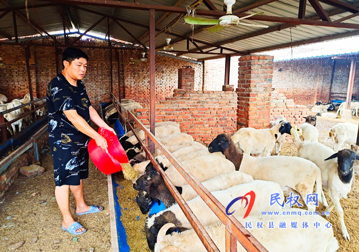 老颜集乡的“小羊倌”迈出致富大步子 老颜集乡的“小羊倌”迈出致富大步子