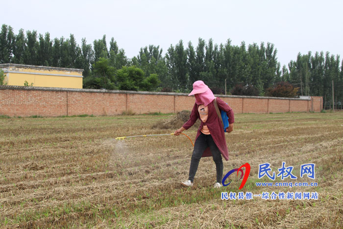 褚庙乡:抓住有利时机 掀起秋苗管理 褚庙乡:抓住有利时机 掀起秋苗管理