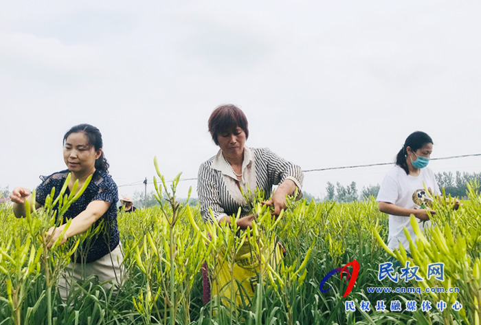 孙六镇：扶贫产业黄花菜采摘正当时