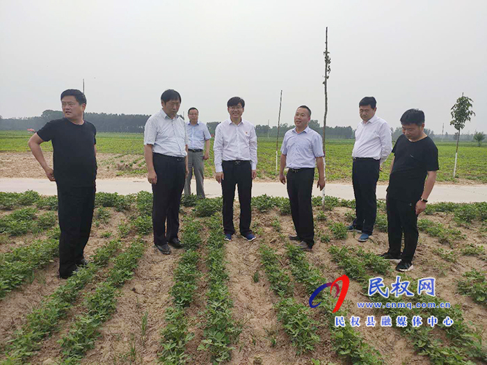 省农业农村厅党组成员、总农艺师王俊忠到我县调研花生生产情况