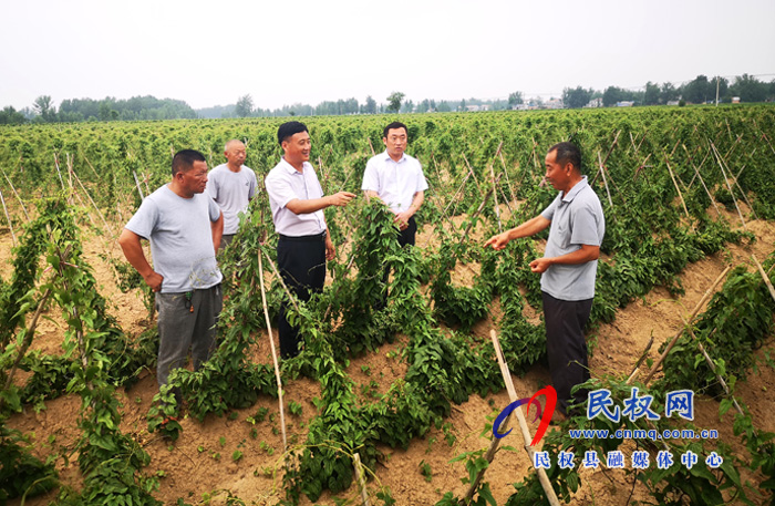 民权县褚庙乡5000亩山药长势喜人 民权县褚庙乡5000亩山药长势喜人