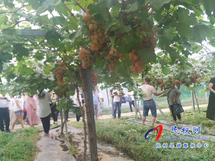 我县加快省级现代葡萄产业园区建设 人和镇千亩葡萄观光园大丰收 我县加快省级现代葡萄产业园区建设 人和镇千亩葡萄观光园大丰收